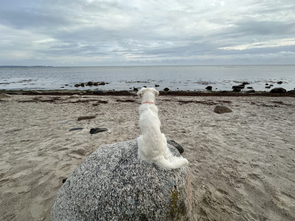 Hund am Strand an der Ostsee bei Stein – Raum für neue Perspektiven und persönliche Entwicklung