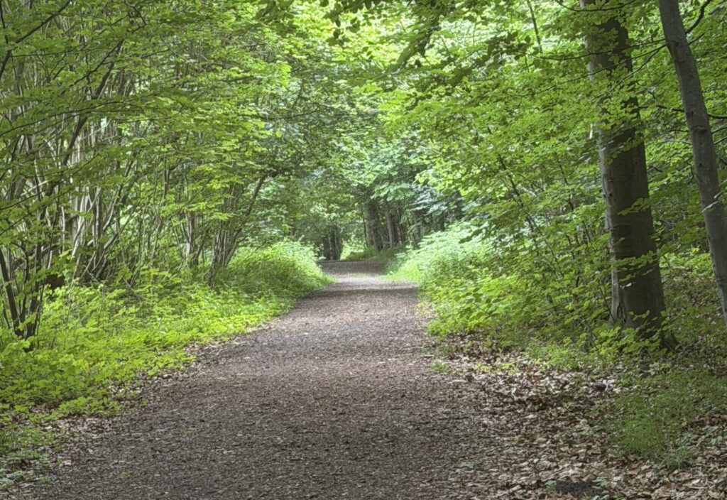 Waldweg in der Natur bei Kiel – Spazierweg für Walk & Talk.